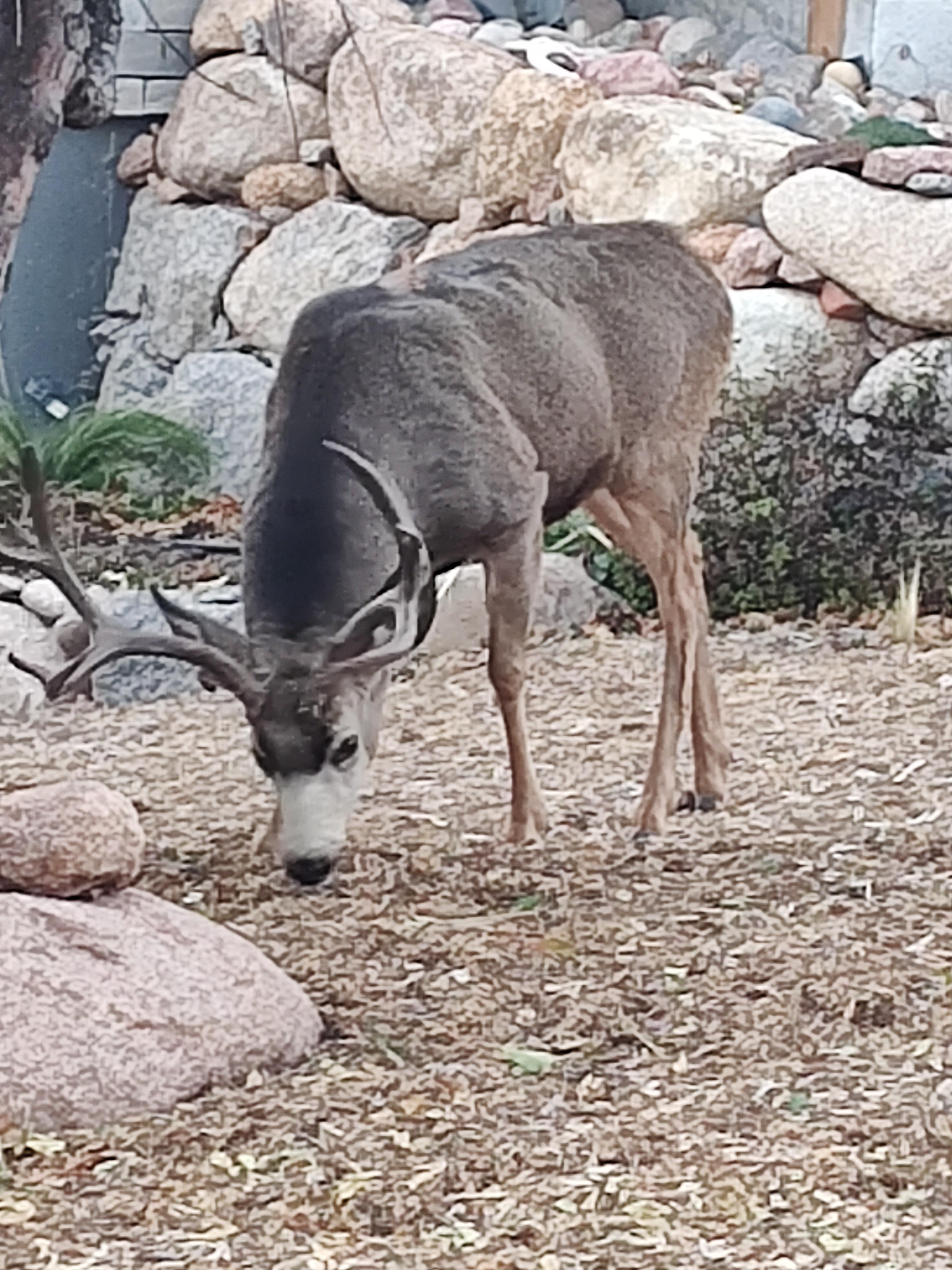 Mule Deer Buck outside the rental unit
