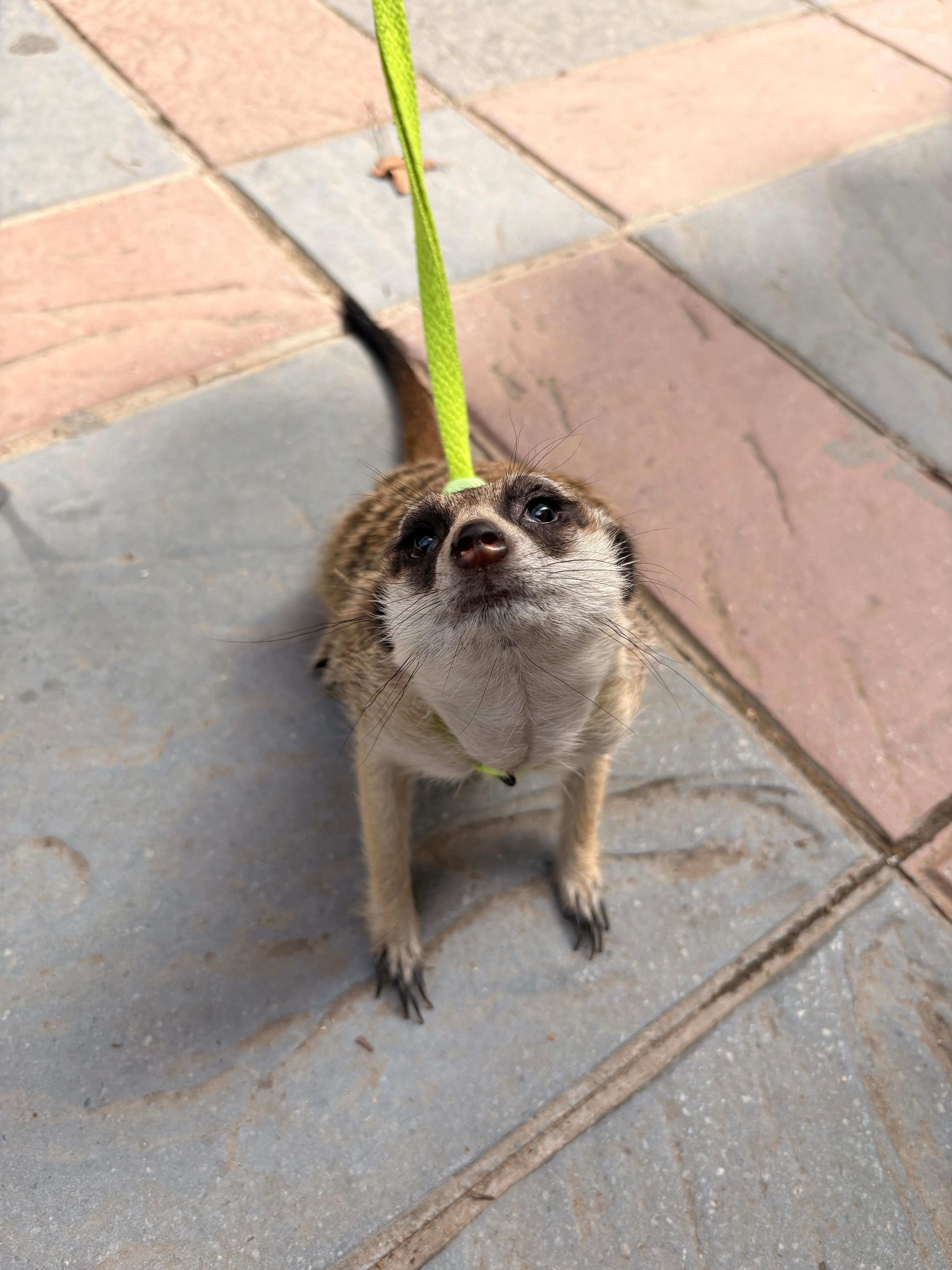 Träffade denna söta figur på en promenad 🥰