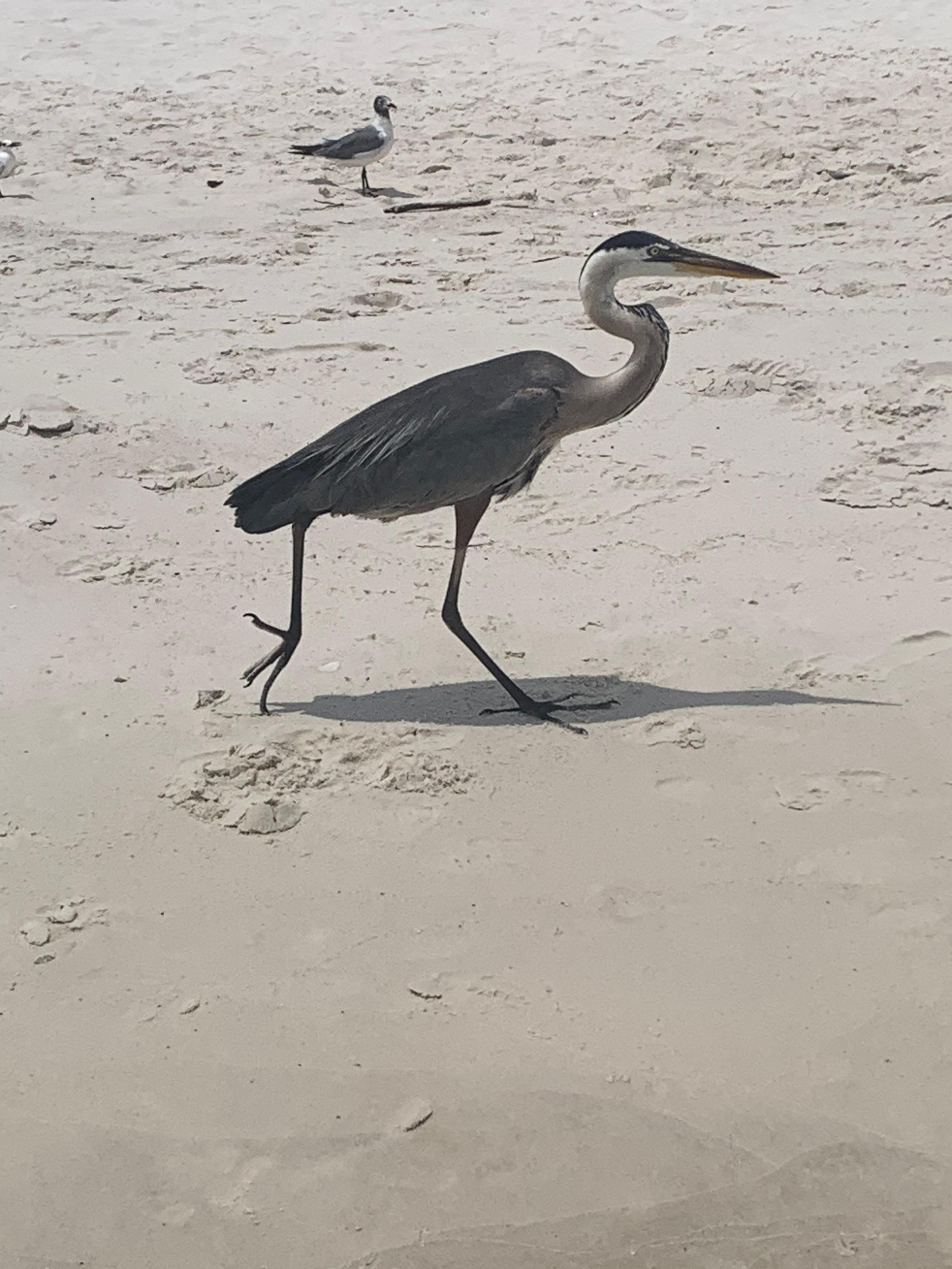 Wildlife everywhere on the beach