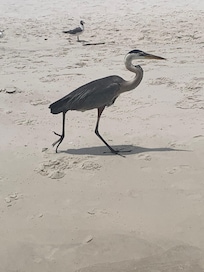 Wildlife everywhere on the beach