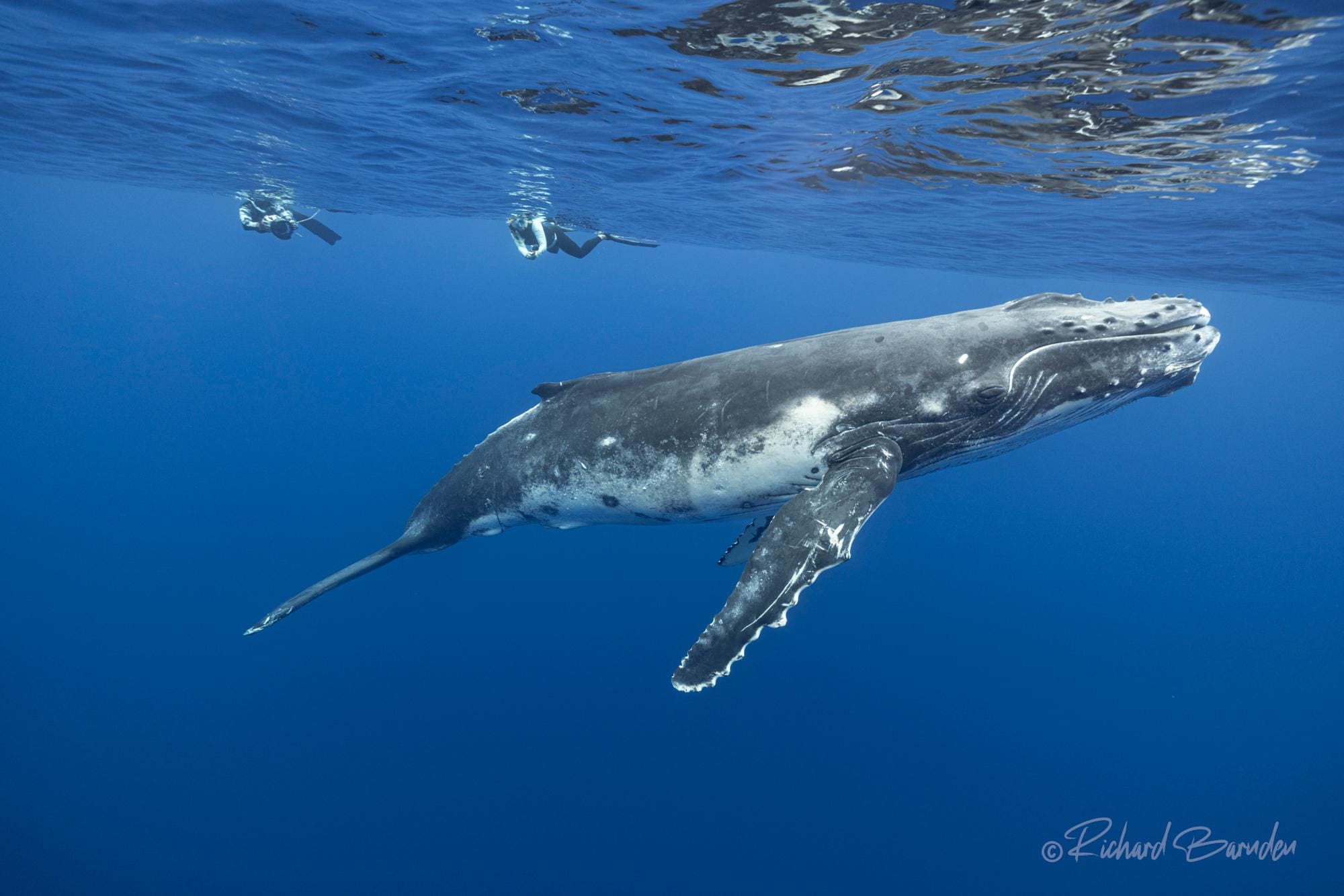 Whale Watching with @Unique Ocean Expeditions