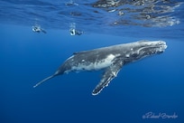 Whale Watching with @Unique Ocean Expeditions