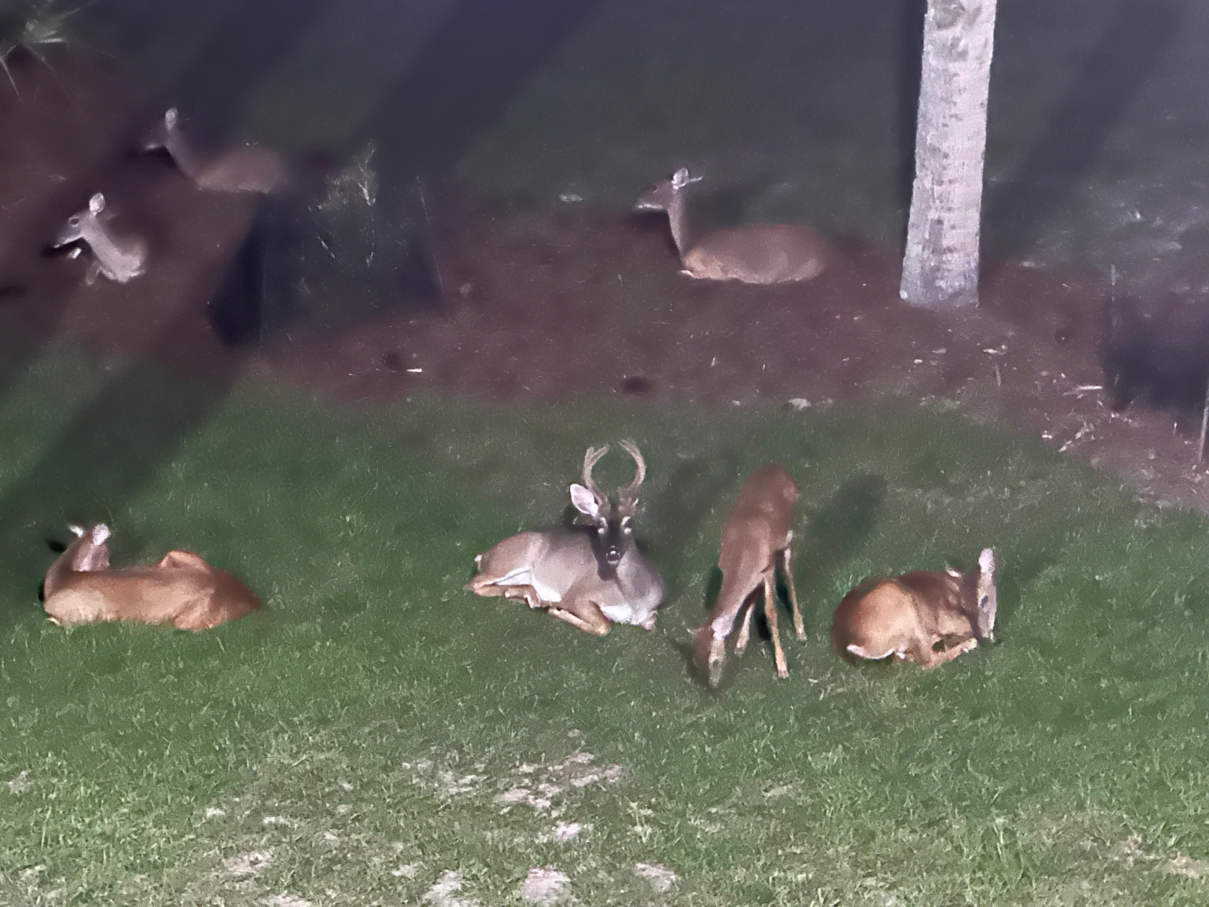 Nighttime visitors, the Littles were really pleased and excited