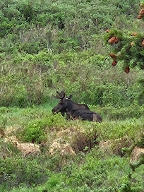 Moose off CR 14
