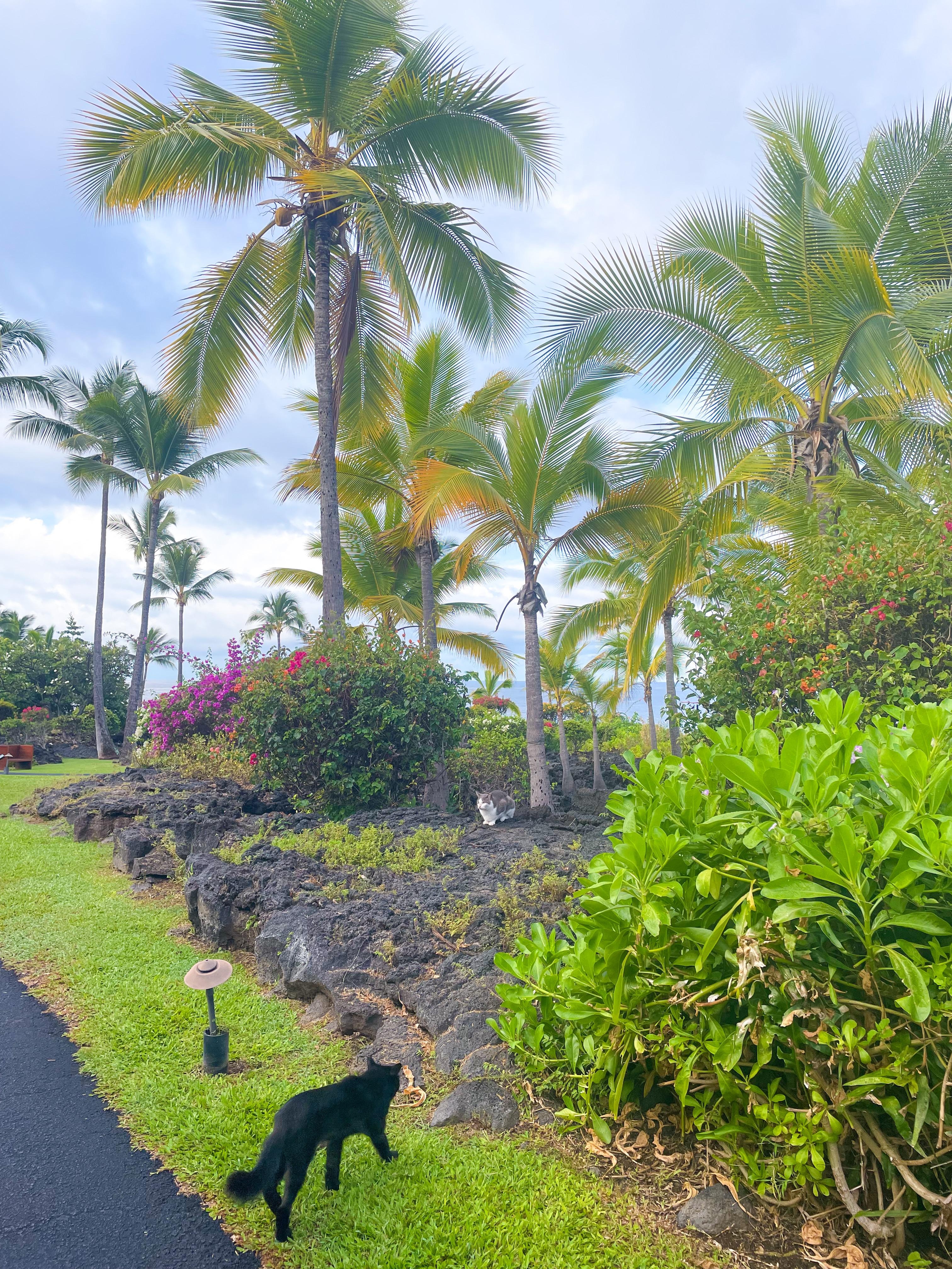 Outriggers beautiful grounds