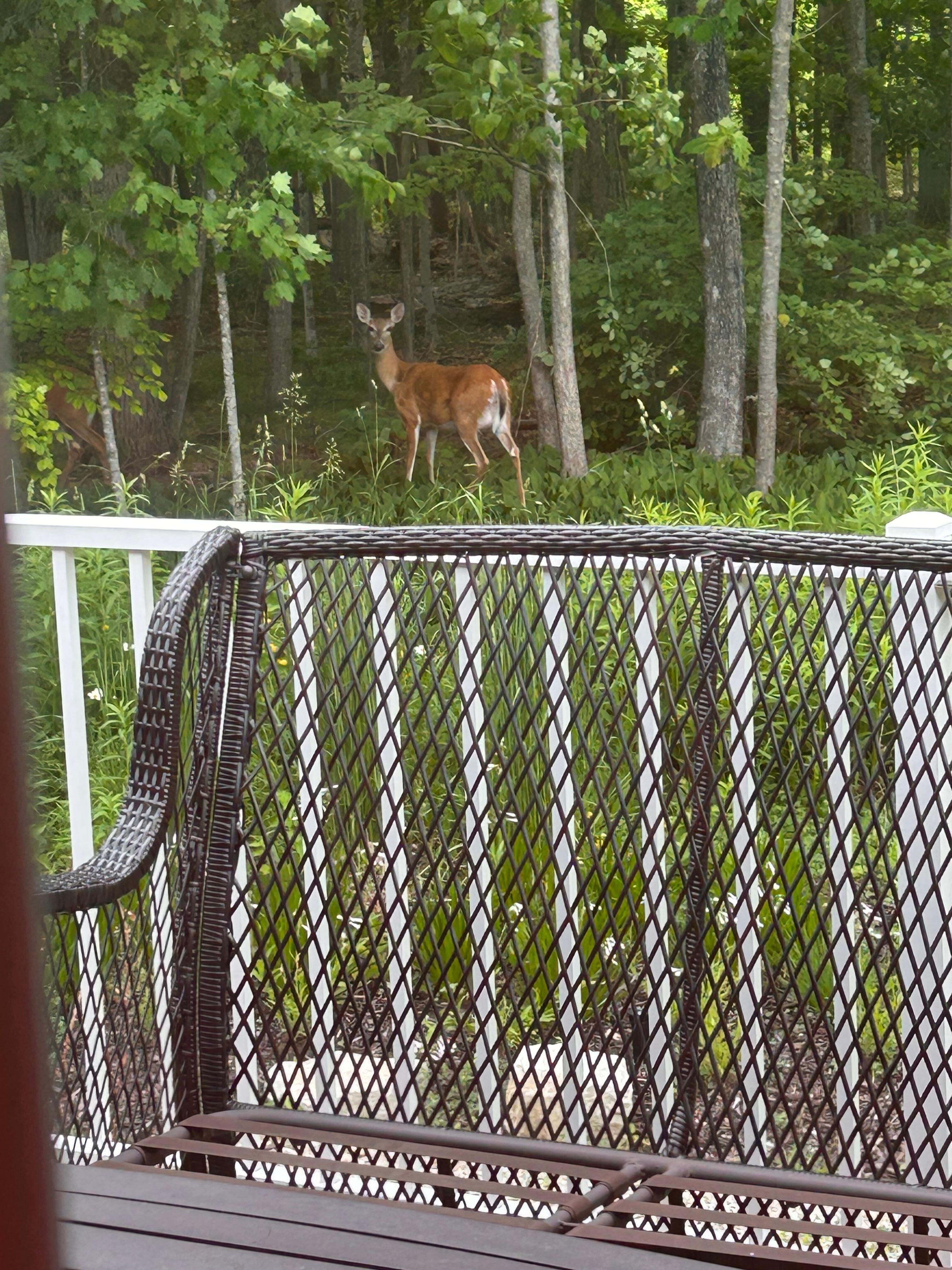 Deer sighting from the deck.