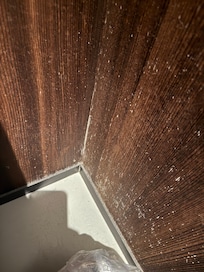 Mold in the toilet.