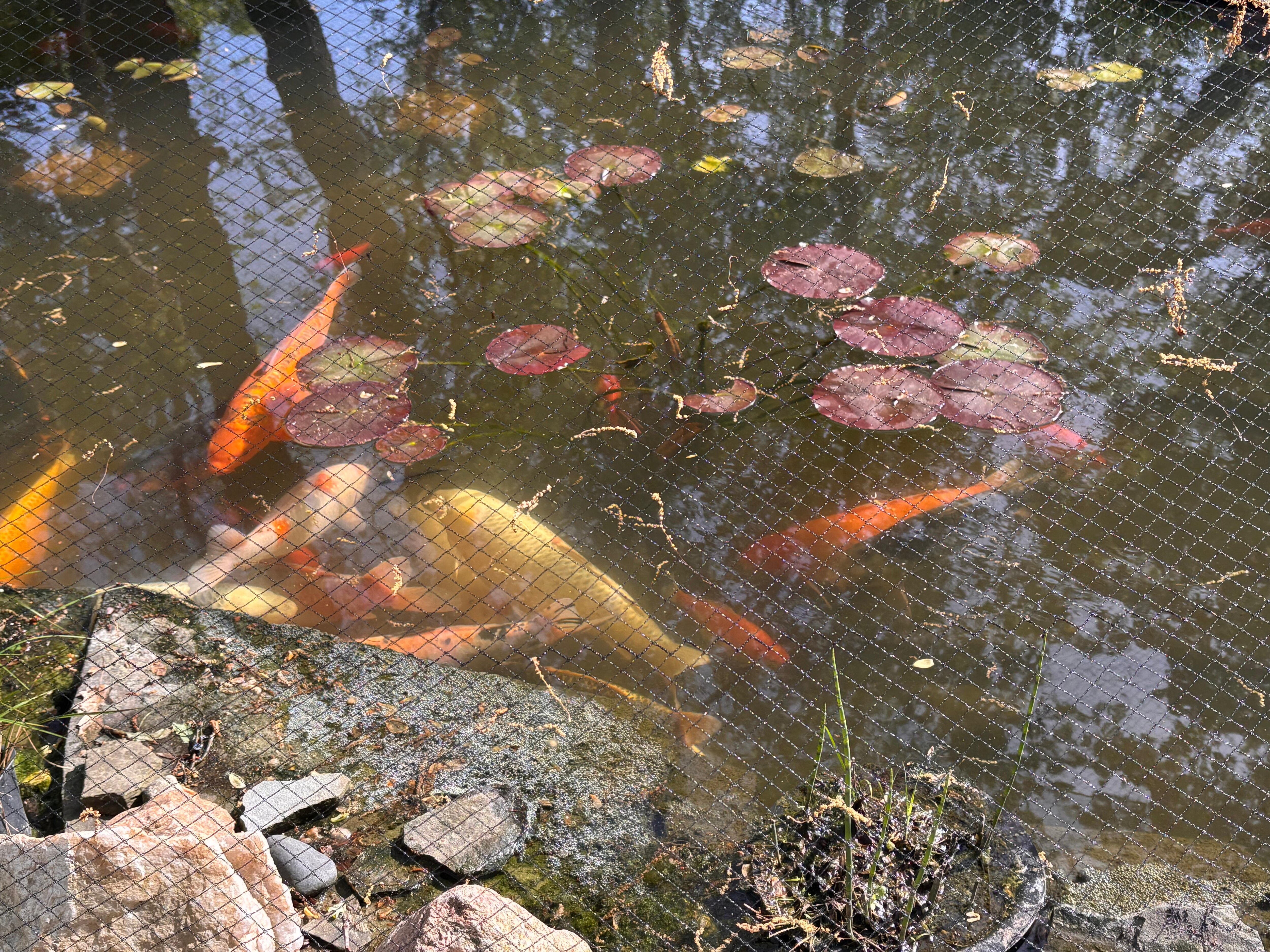 Koi pond by the gazebo