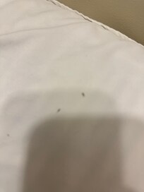 Moustique mort après qu’il soit venu mettre du chasse moustique partout dans la chambre sans que je le sache