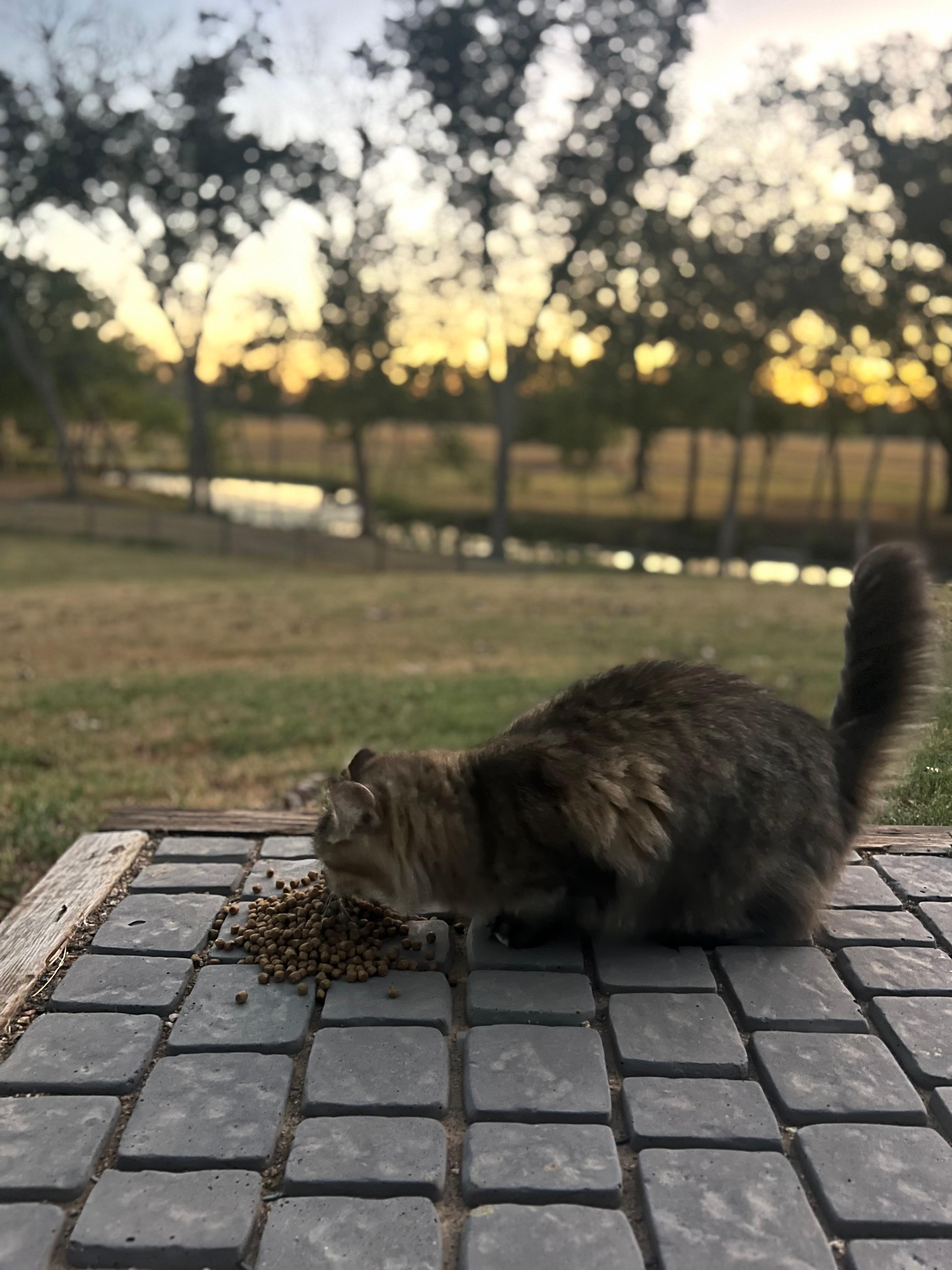 The friendliest house guest 