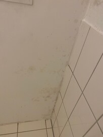 Bathroom mould