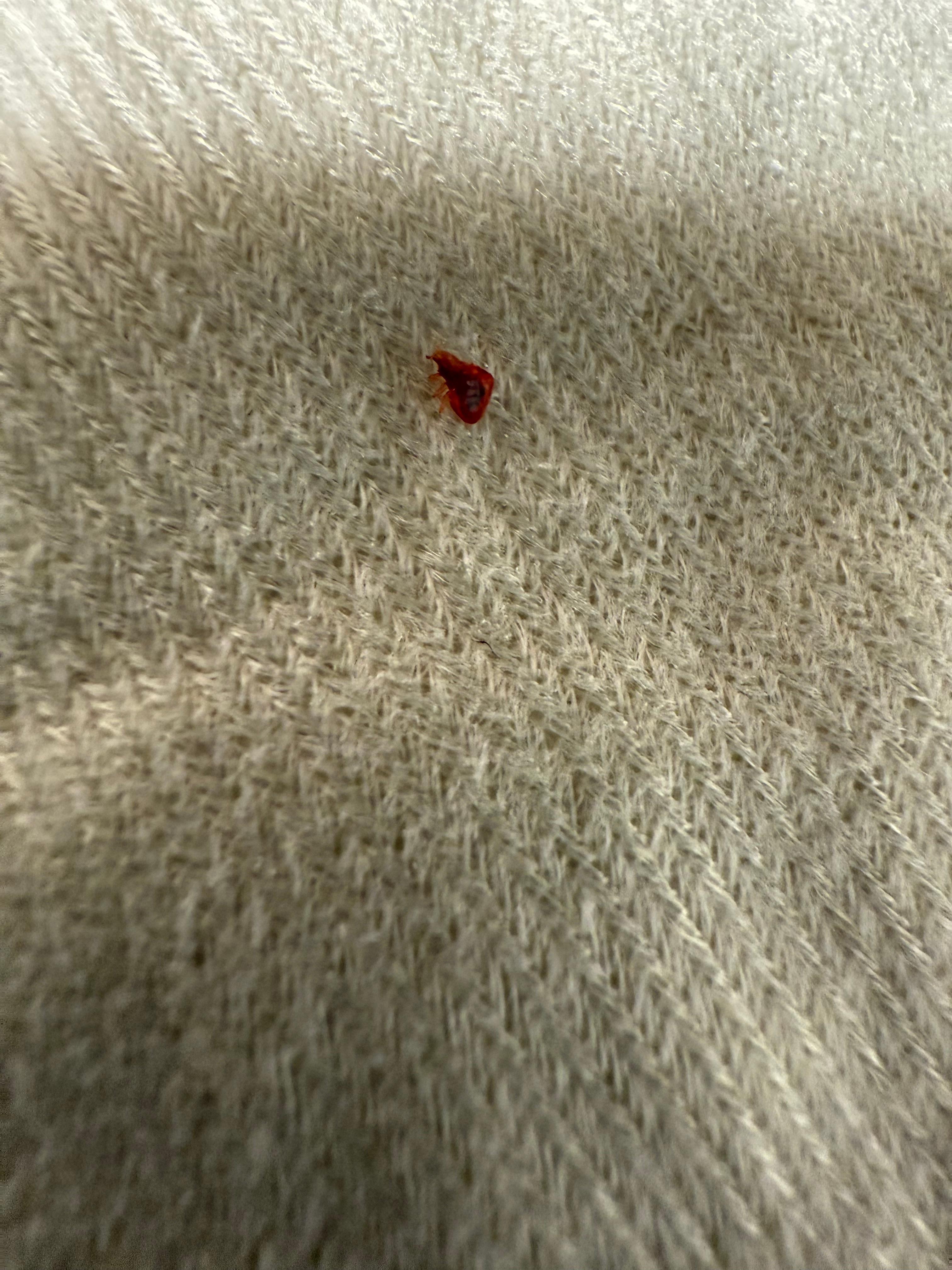 Bed bugs