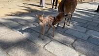 Nara park