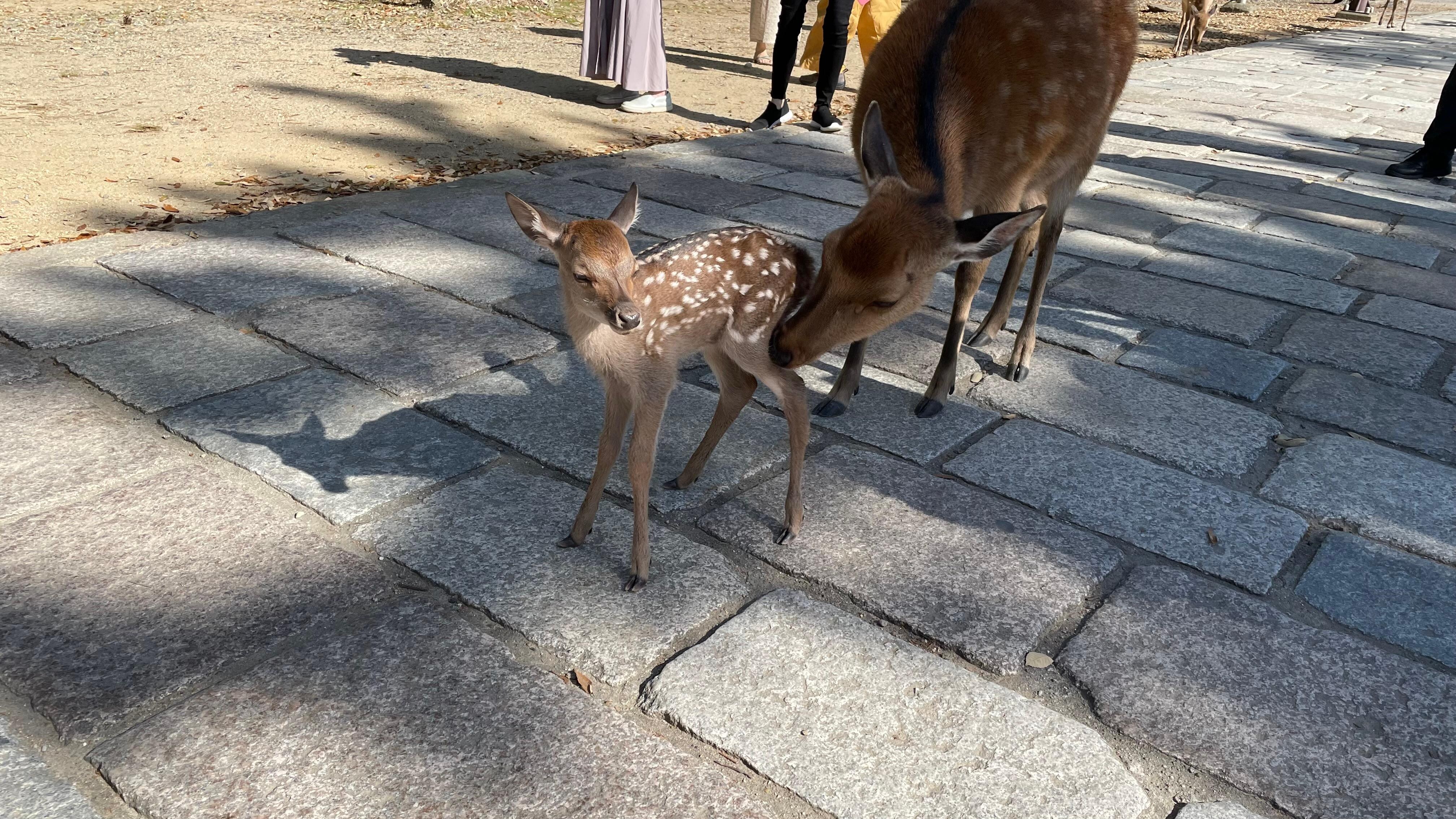 Nara park