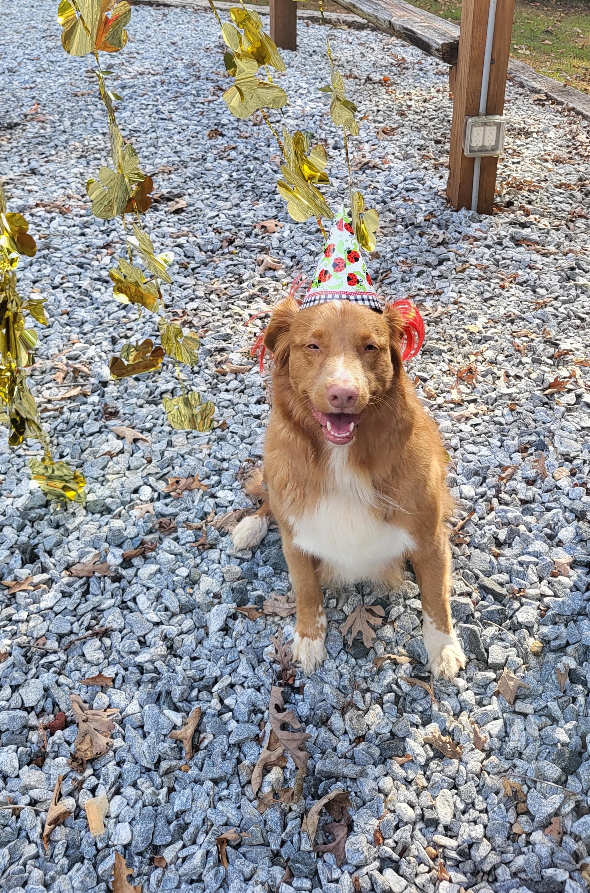 Maisy, the birthday girlie...