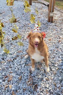 Maisy, the birthday girlie...