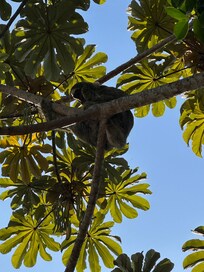 Sloth that hangs out on the property.