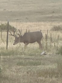 Plenty of deer