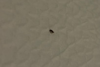 BEDBUGS