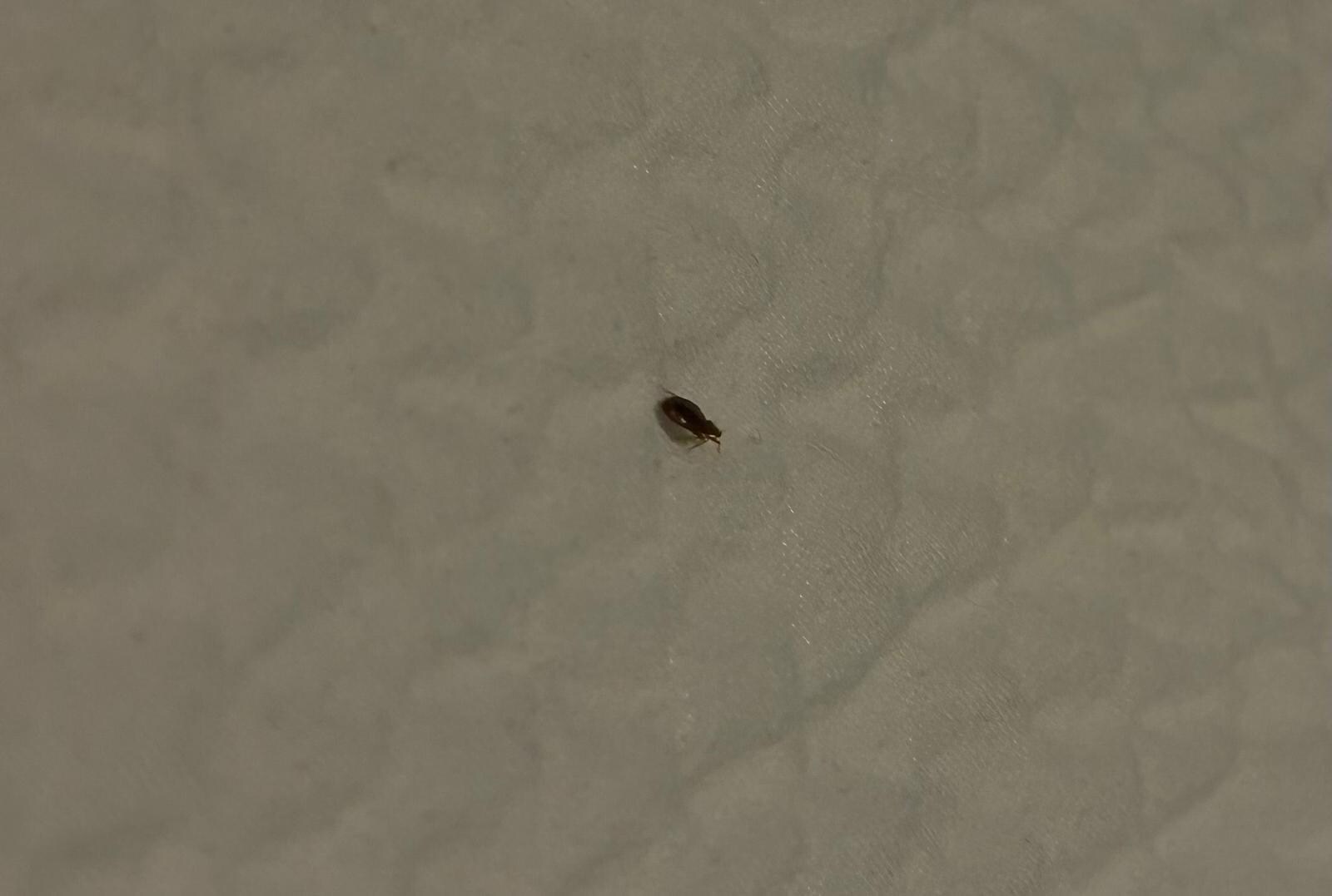 BEDBUGS
