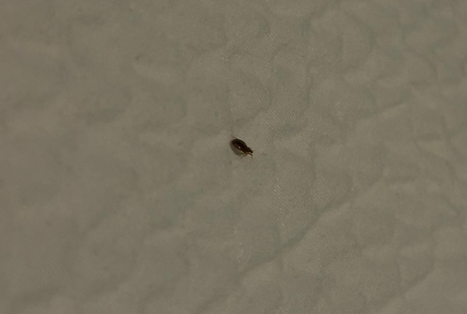 BEDBUGS