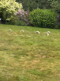 The garden