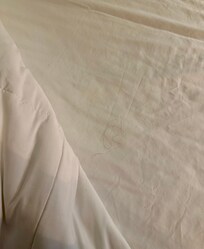 Hair between sheets.
