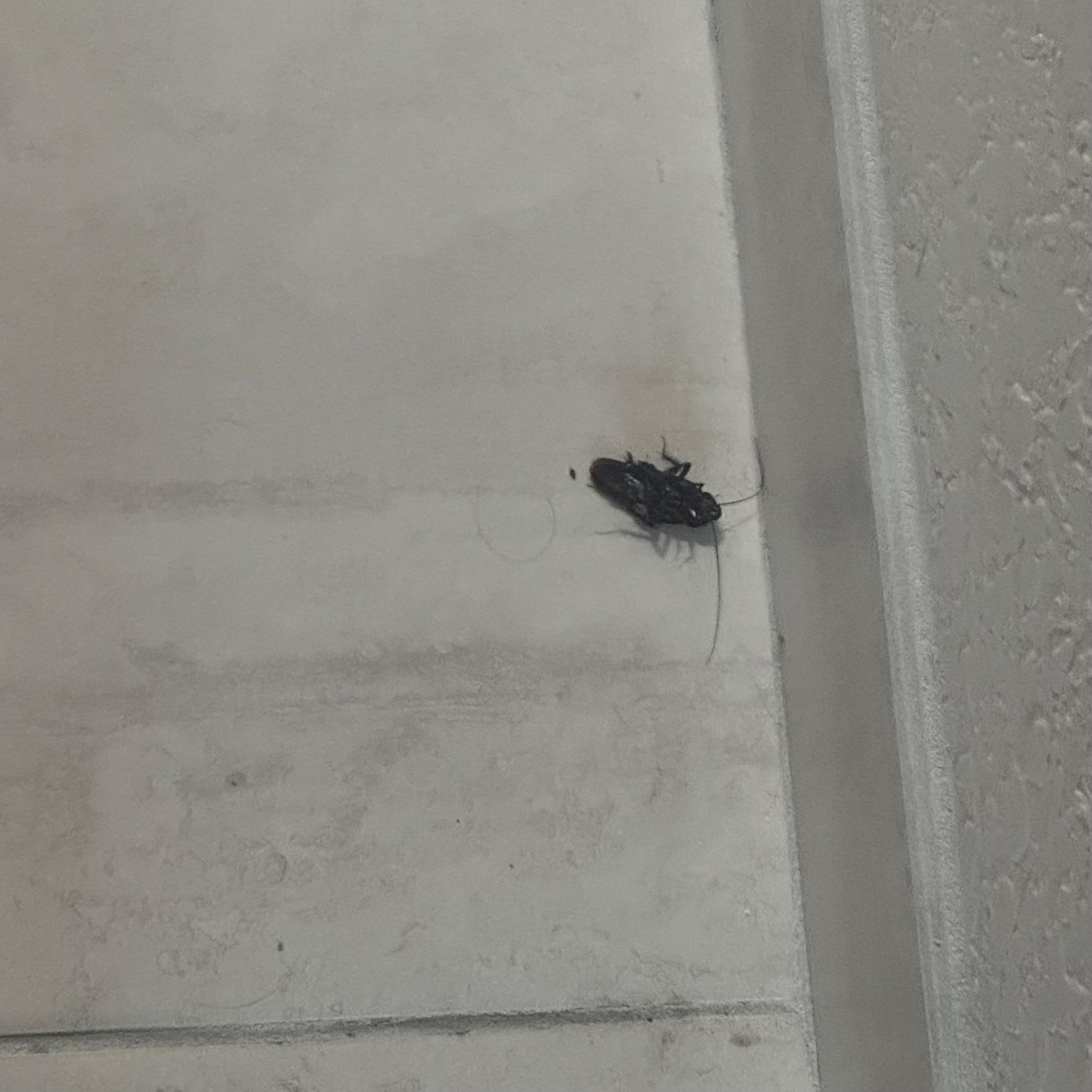 Two huge roaches in our room