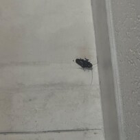 Two huge roaches in our room