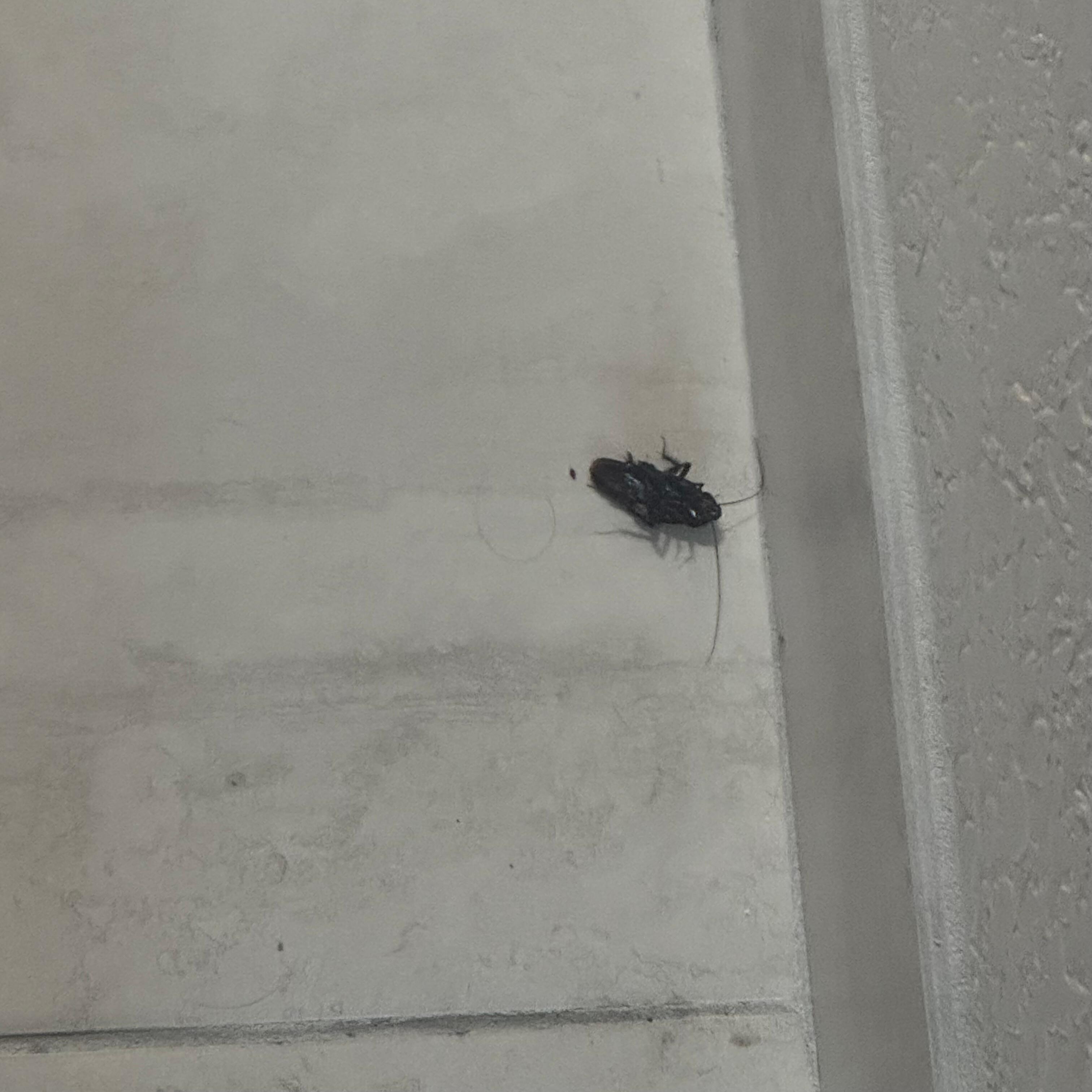 Two huge roaches in our room