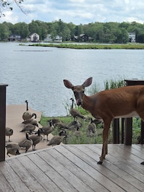 A deer and the geese
