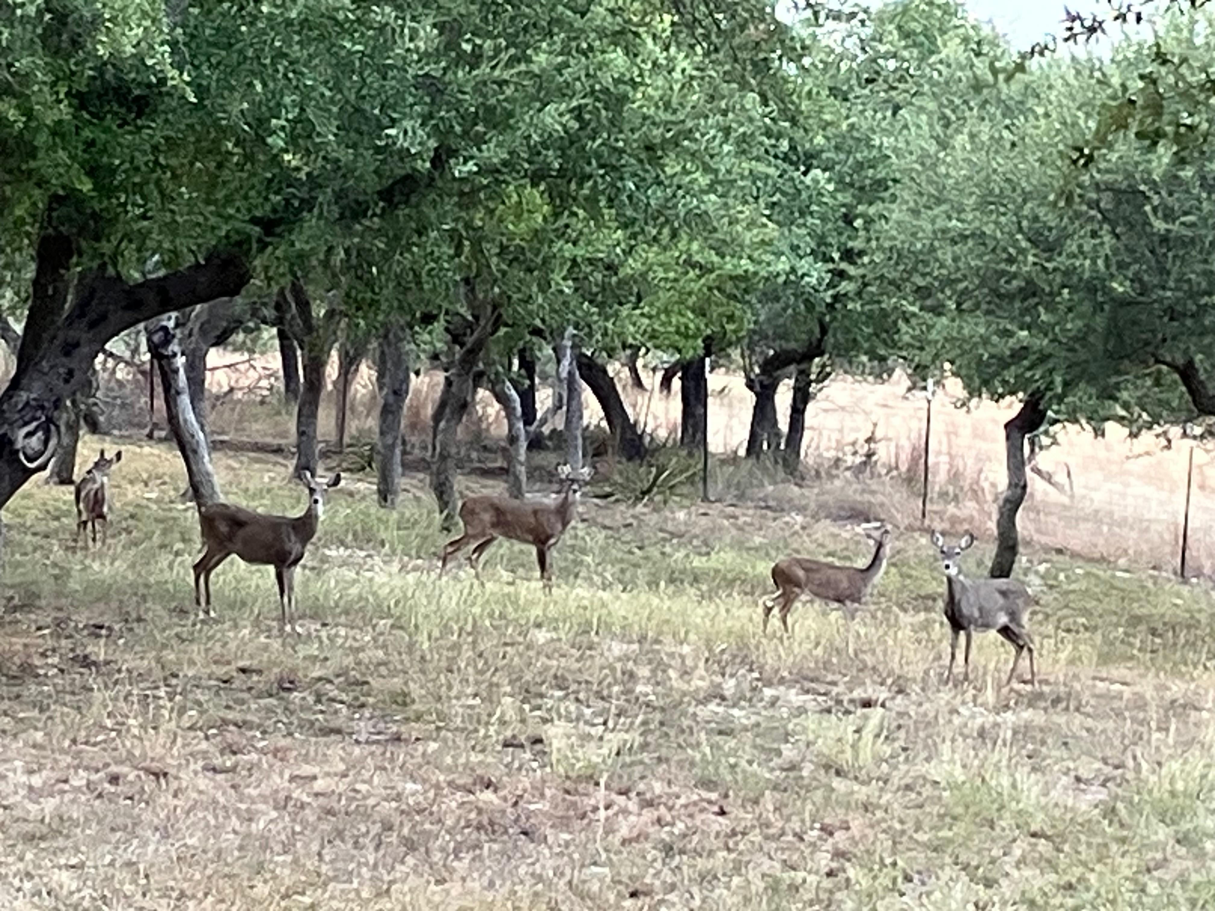 The deer come to feed about 6:30 every evening.
