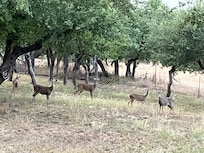 The deer come to feed about 6:30 every evening.