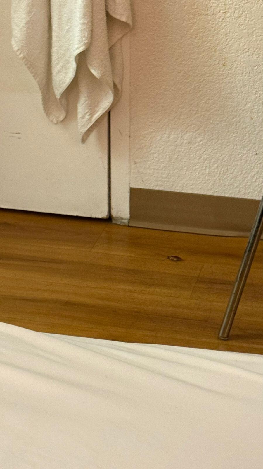 Cucarachas en la habitacion 