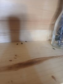 Ants on the shelf