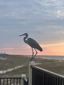 Our new friend we made having coffee on the deck!