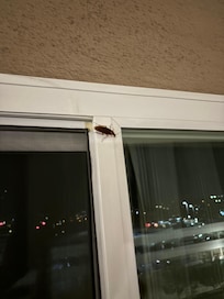 Outside on our window which screen was torn