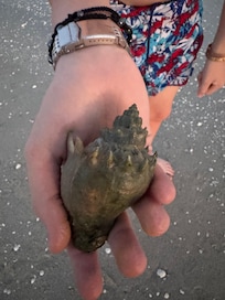 Shell from condo beach