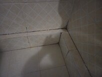 Fungus on bathroom wall