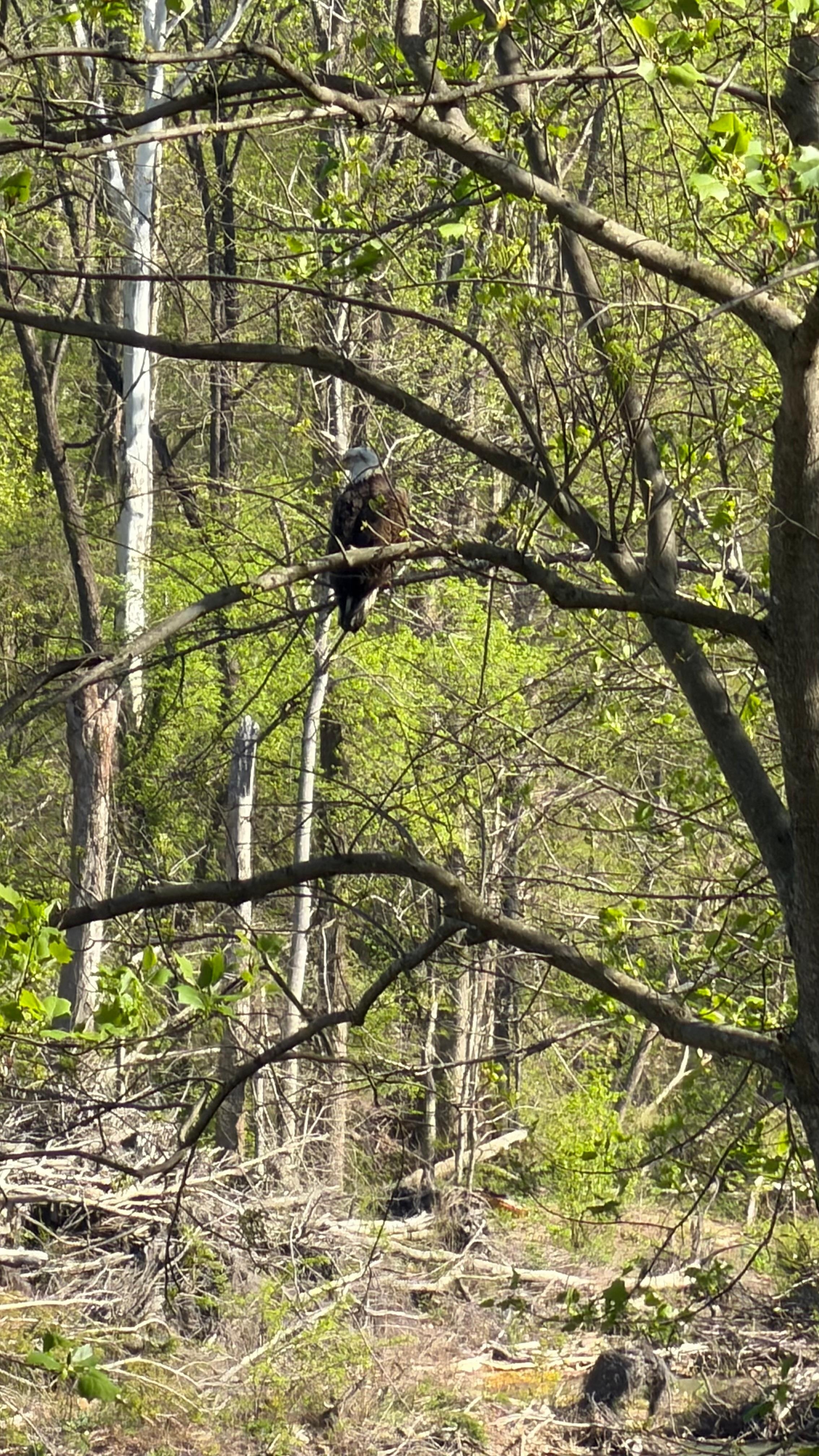 Bald Eagle sighting