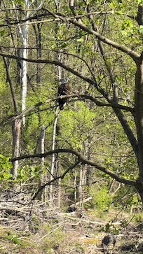 Bald Eagle sighting