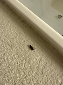 Roach in bathroom