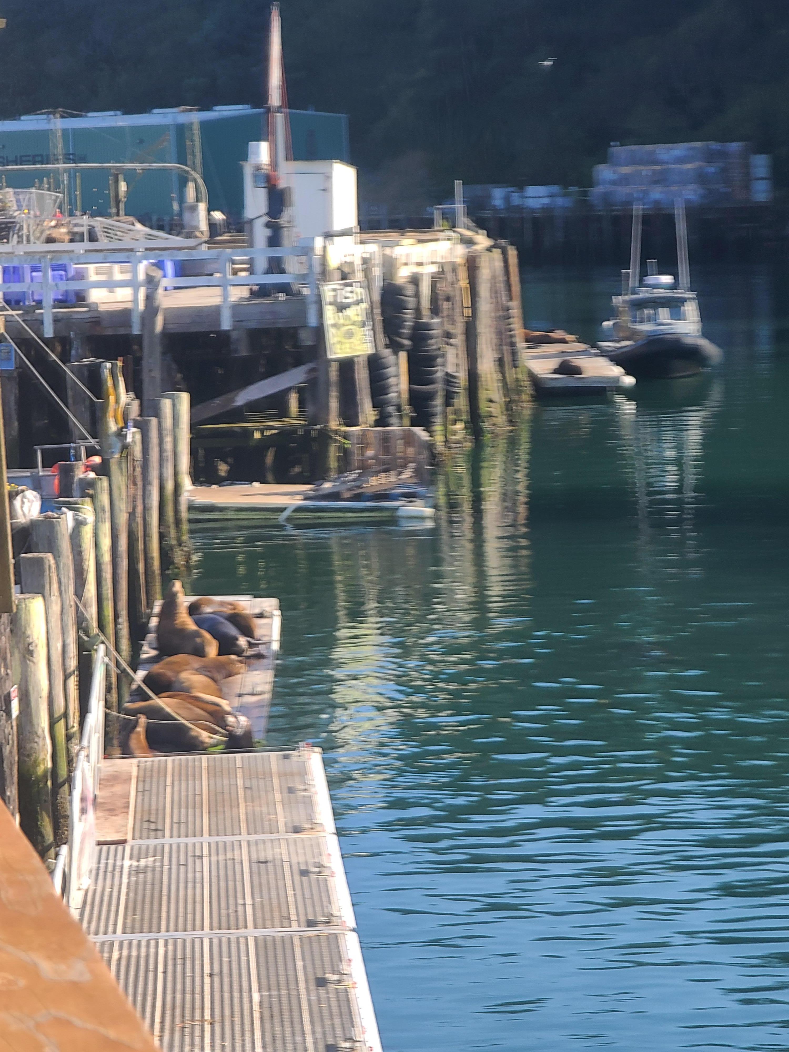 Sea lions