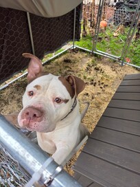 The water is dirty with garbage floating in it.