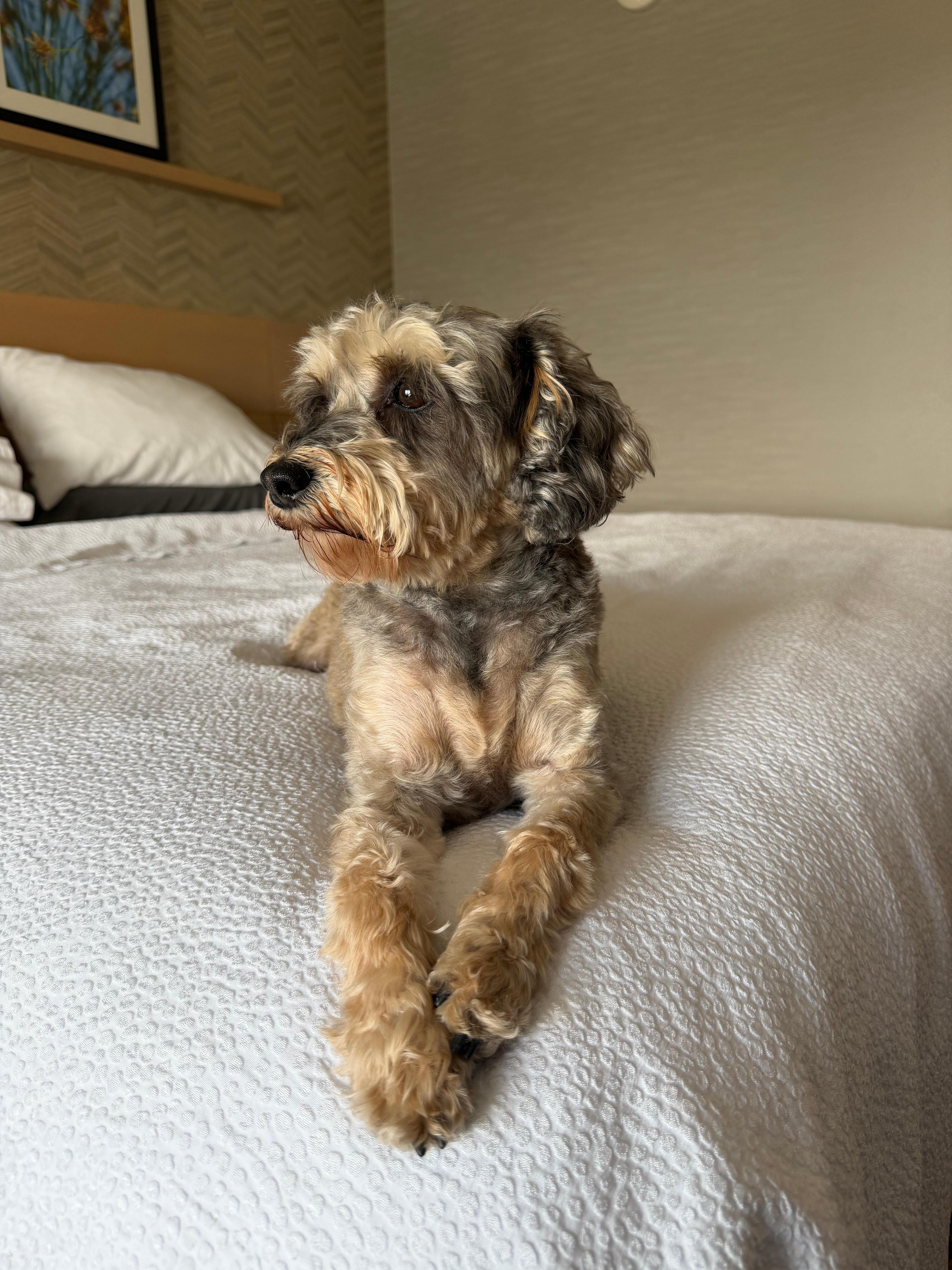 Celebrity Guest showing accommodations.