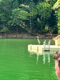We rented a boat one day and had a visitor on our return