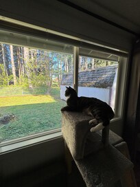 Enjoying view of the park and my personal bird feeder