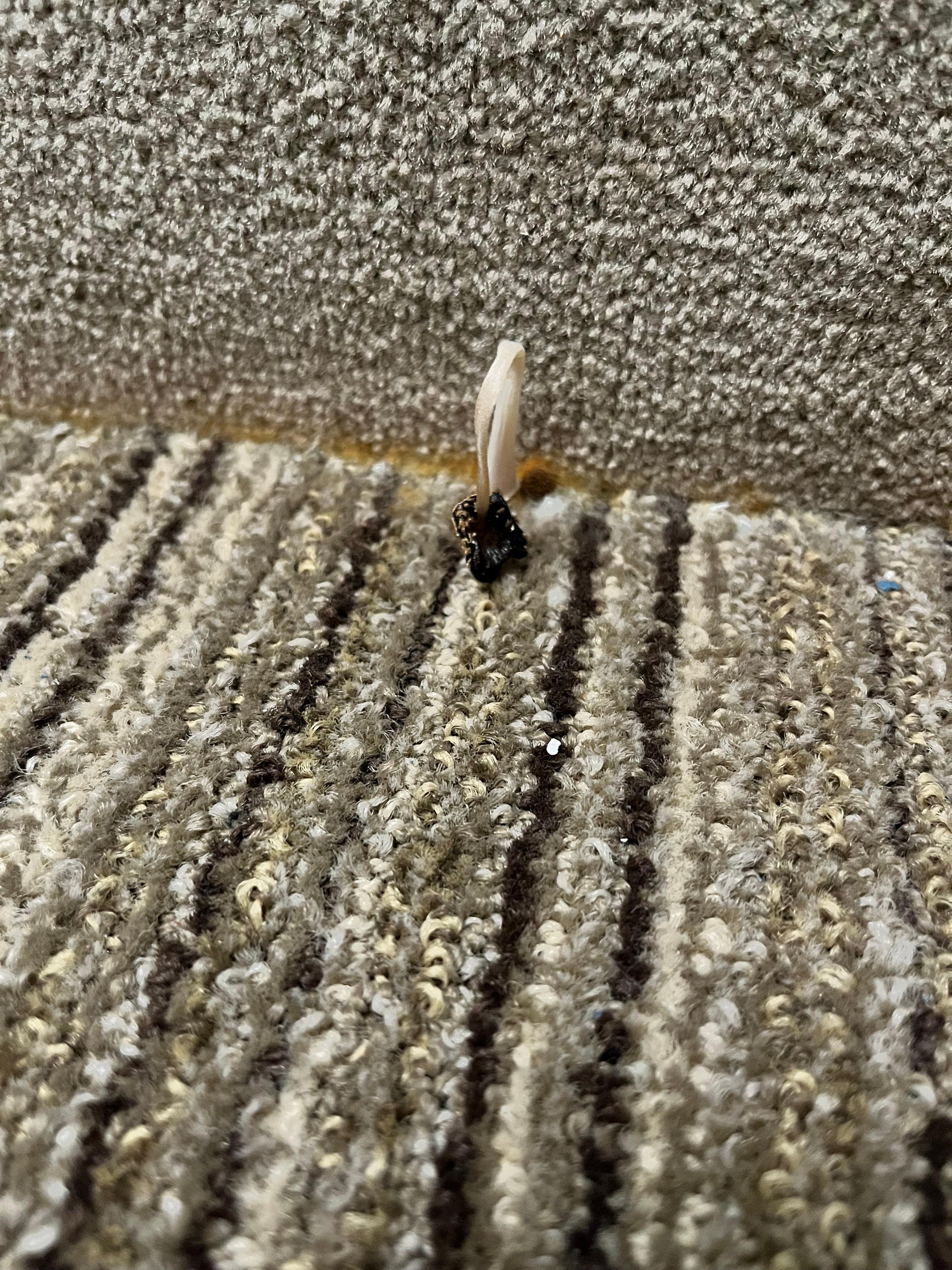 Mushroom next to the ac unit