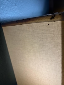 Stains of possible bed bug infestations