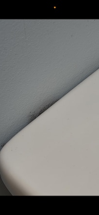 We found mold growing behind the toilet. Mold was also visible on the air vent.